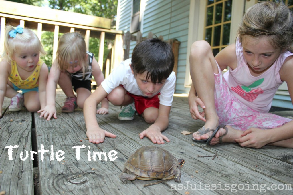 turtle