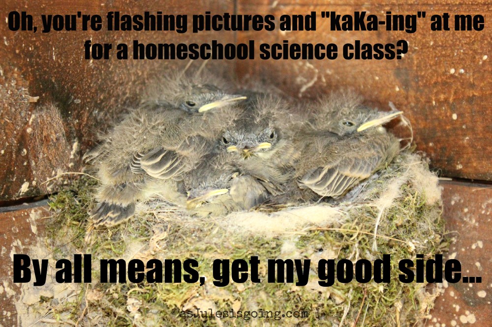 homeschool bird meme